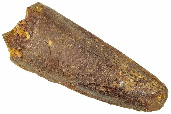 Fossil Spinosaurus Tooth - Real Dinosaur Tooth #312976